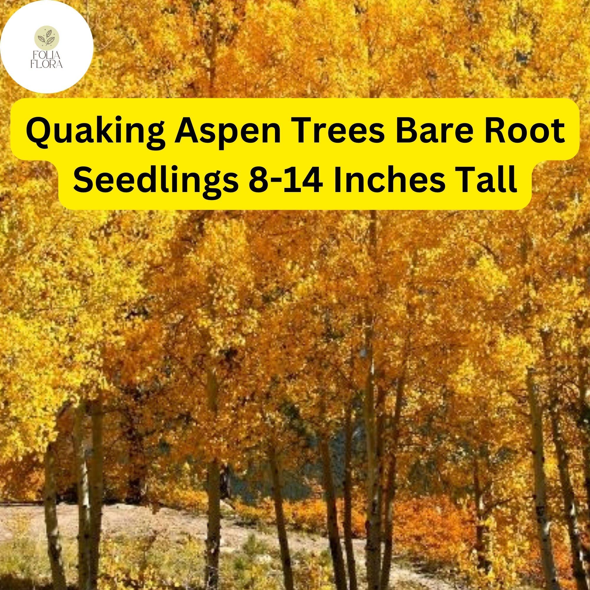 Quaking Aspen Trees (Populus tremuloides), Bare Root Seedlings, 8-14 Inches Tall