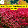 Dwarf Burning Bush Bare Root Shrub Euonymus alatus - Vibrant Red Fall Foliage, Compact, Hardy Landscape Plant