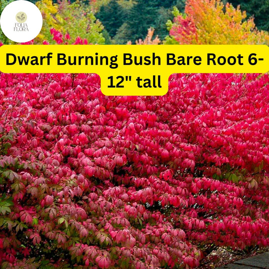 Dwarf Burning Bush Bare Root Shrub Euonymus alatus - Vibrant Red Fall Foliage, Compact, Hardy Landscape Plant