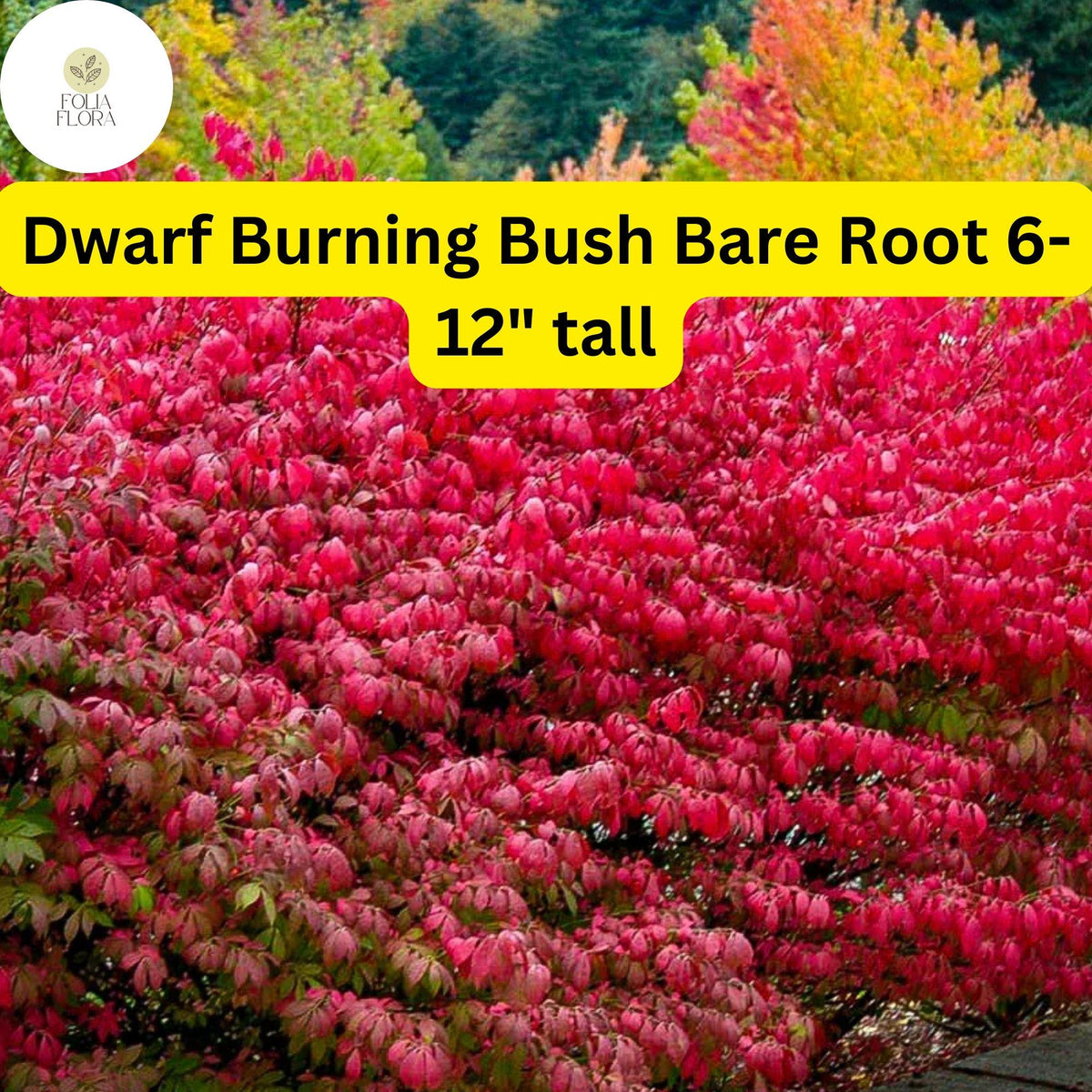 1 Dwarf Burning Bush Bare Root (Euonymus alatus) â€“ Hardy Shrub for Vibrant Red Foliage