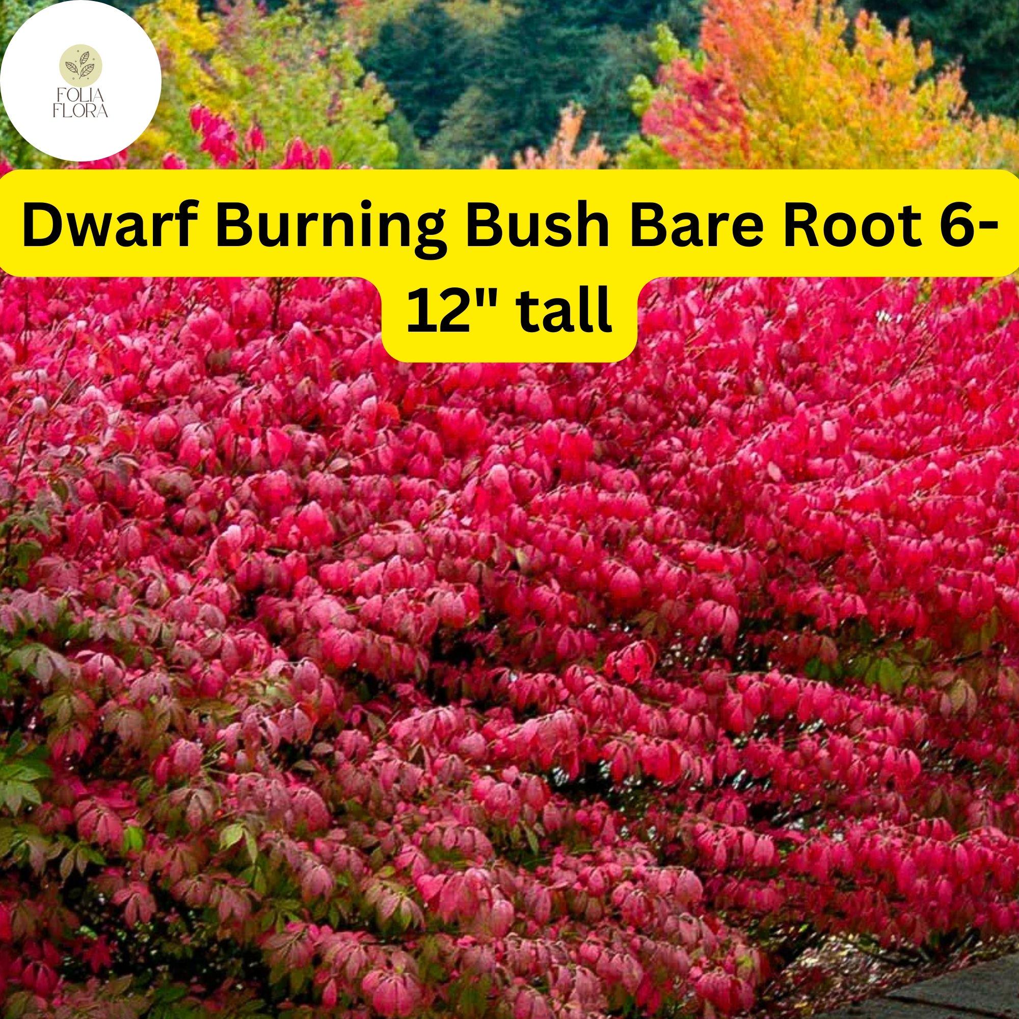 1 Dwarf Burning Bush Bare Root (Euonymus alatus) â€“ Hardy Shrub for Vibrant Red Foliage