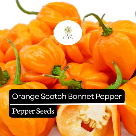 Orange Scotch Bonnet Pepper Seeds – Heirloom, Non-GMO, Hot & Spicy, Capsicum chinense, 20 Seeds