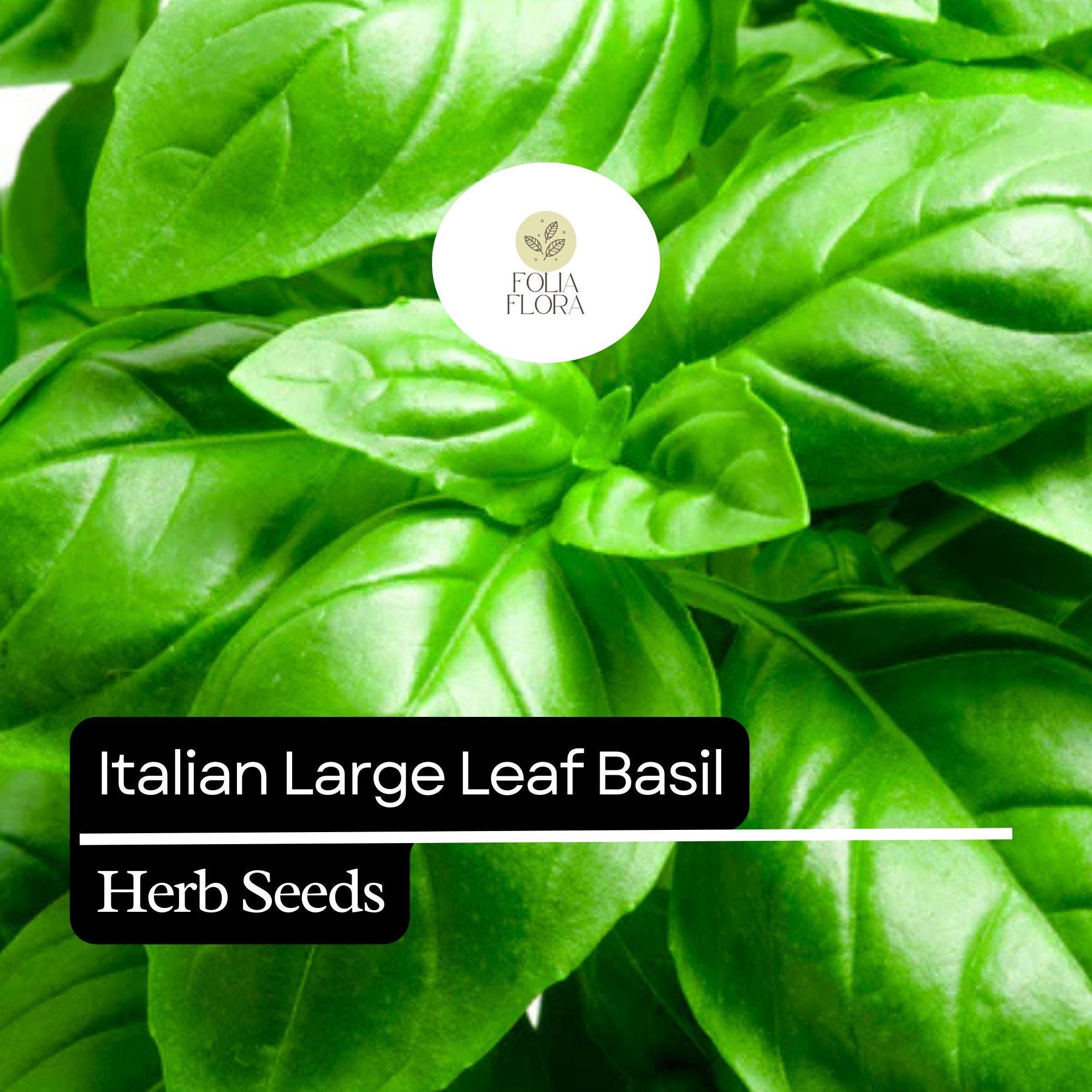 200 Italian Large Leaf Basil Seeds – Heirloom Non-GMO Herb for Pesto, Salads & Cooking – Ocimum basilicum