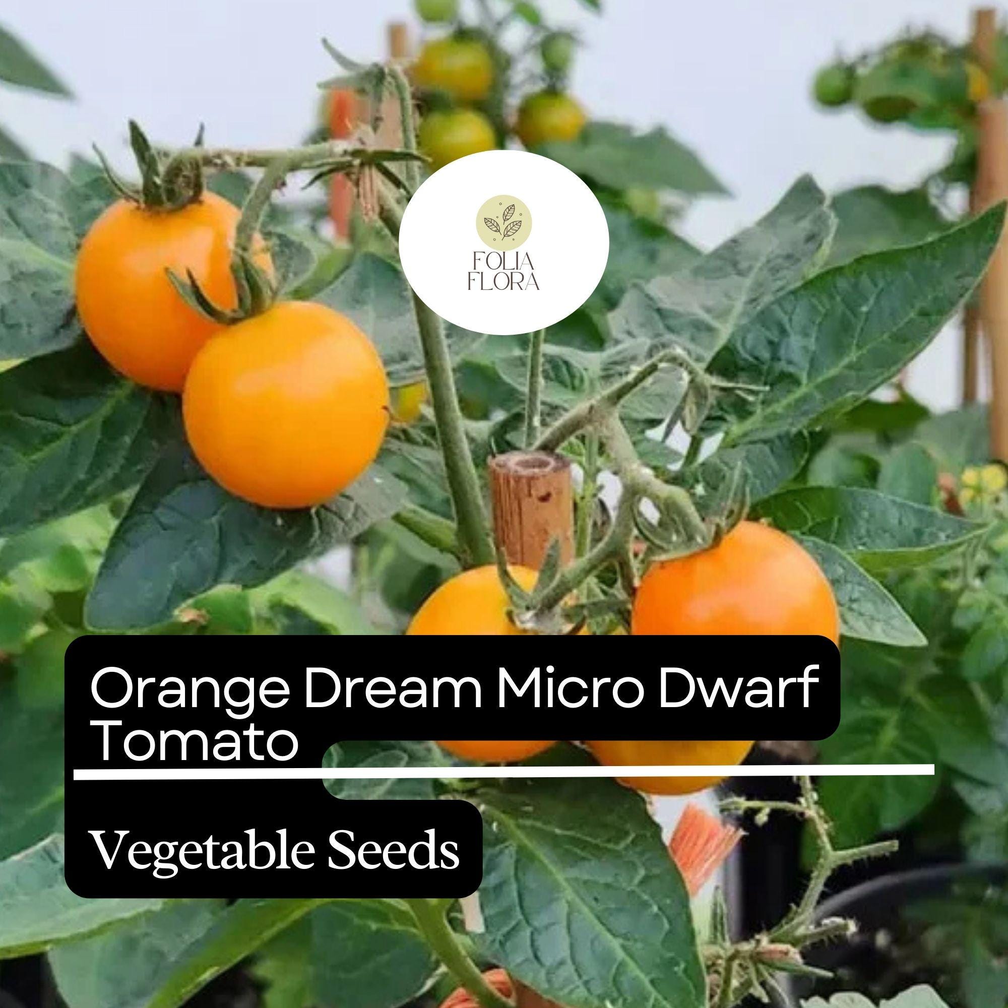 Orange Dream Micro Dwarf Tomato Seeds – Heirloom, Non-GMO, Compact, High-Yield, Bright Orange Cherry Tomatoes, Solanum lycopersicum