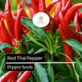 Red Thai Pepper Seeds – Heirloom Non-GMO Chili Seeds for Spicy Cuisine, High-Yield Capsicum annuum