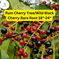 Wild Black Cherry Tree â€“ Live Bare Root Plant, 18-24â€