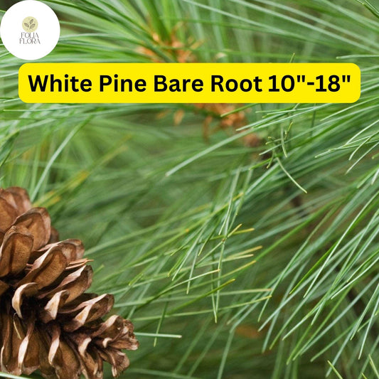 1 White Pine Tree (Pinus strobus) â€“ Live Bare Root Plant 10"-18"