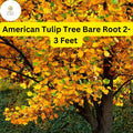 American Tulip Tree - 2-3 ft Live Bare Root Plant, Zones 4-9