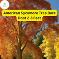 American Sycamore Tree â€“ Live Bare Root Plant, Fast-Growing Shade