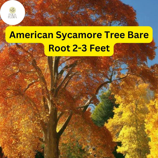 American Sycamore Tree â€“ Live Bare Root Plant, Fast-Growing Shade