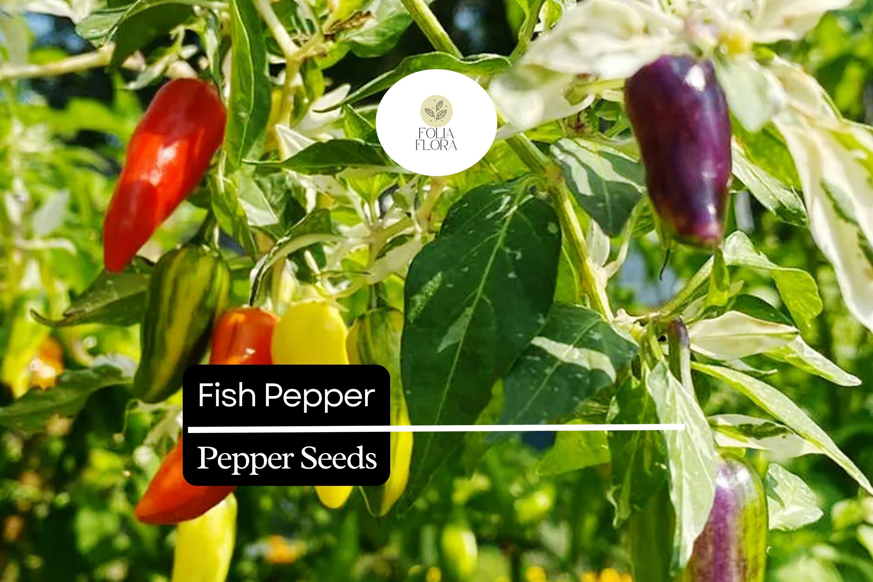 20 Fish Pepper Seeds – Heirloom Non-GMO Spicy Chili Capsicum annuum, Striped Ornamental Fruit, High-Yield, Compact Plant