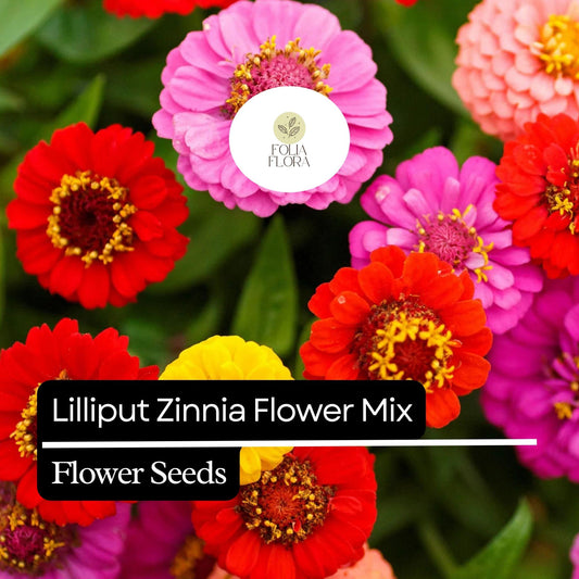 100 Lilliput Zinnia Seeds â€“ Heirloom, Compact, Colorful Mix, Non-GMO, Easy-to-Grow