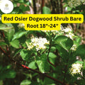 Red Osier Dogwood Shrub â€“ Bare Root Plant, Vibrant Winter Color