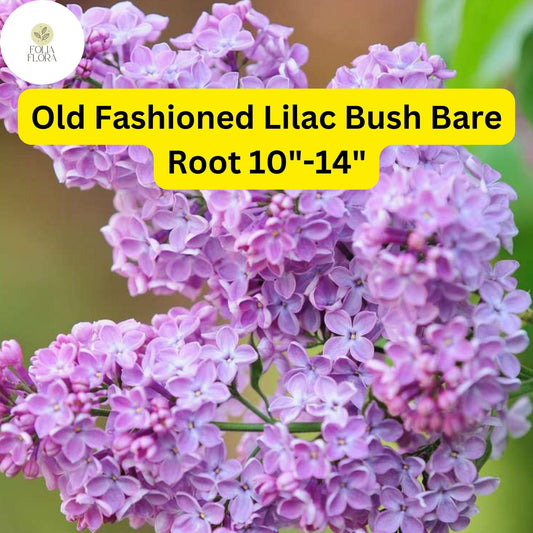 Old Fashioned Lilac Bush â€“ Fragrant Purple Flowers, Zones 3-7