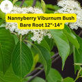 1 Nannyberry Viburnum Bush (Viburnum lentago) â€“ Live Bare Root Plant 12"-14"