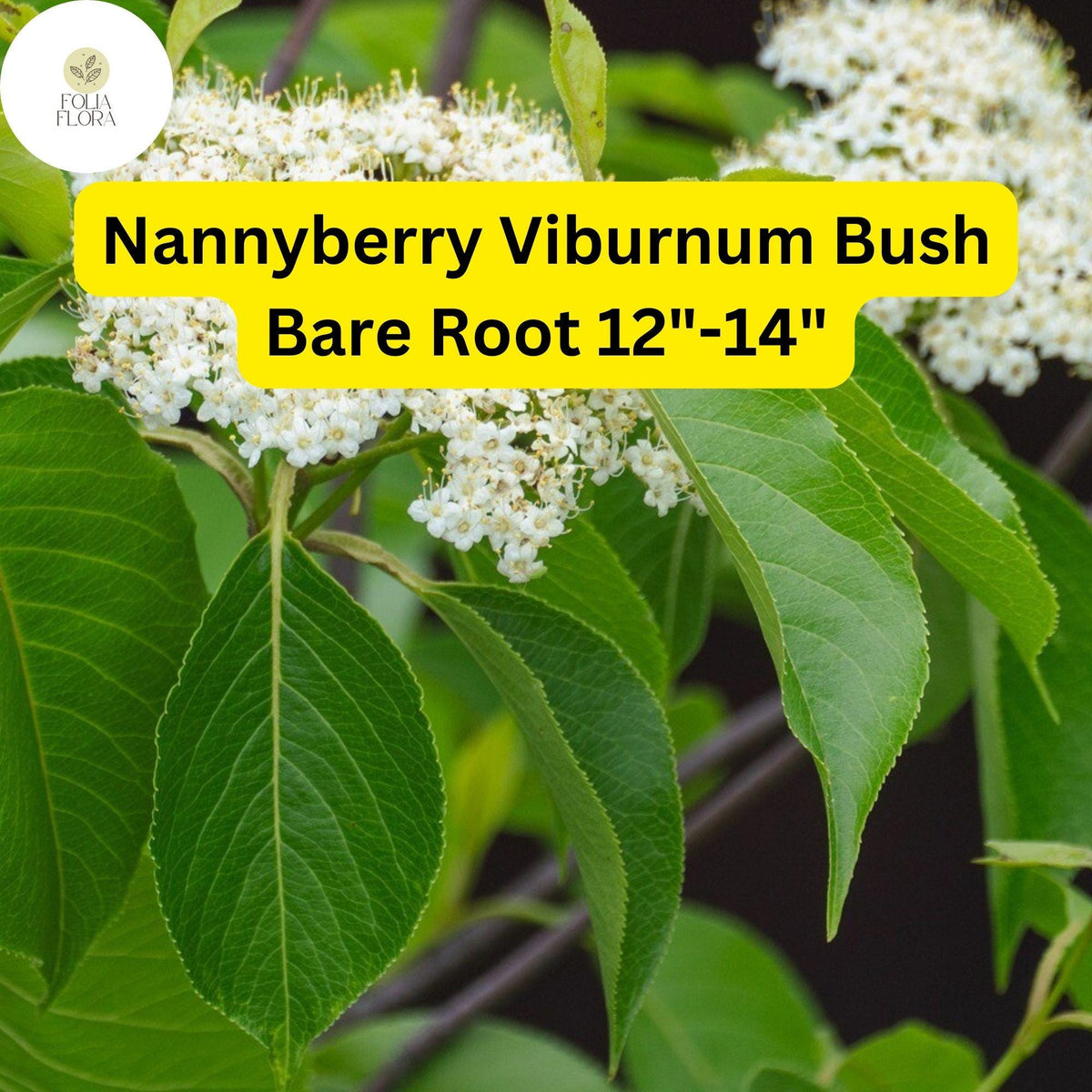 1 Nannyberry Viburnum Bush (Viburnum lentago) â€“ Live Bare Root Plant 12"-14"