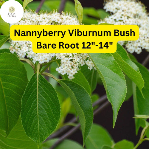 1 Nannyberry Viburnum Bush (Viburnum lentago) â€“ Live Bare Root Plant 12"-14"
