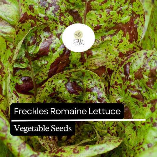 1000 Freckles Romaine Lettuce Seeds â€“ Heirloom, Non-GMO, Speckled Red & Green Leaves