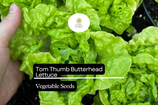 1000 Tom Thumb Lettuce Seeds – Mini Heirloom Butterhead Lactuca sativa for Container Gardening & Fresh Salads