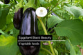 Black Beauty Eggplant Seeds – Heirloom, Non-GMO, High-Yield, Deep Purple Fruit, Solanum melongena