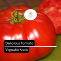 30 Heirloom Beefsteak Tomato Seeds â€“ Large, Juicy Slicing Variety