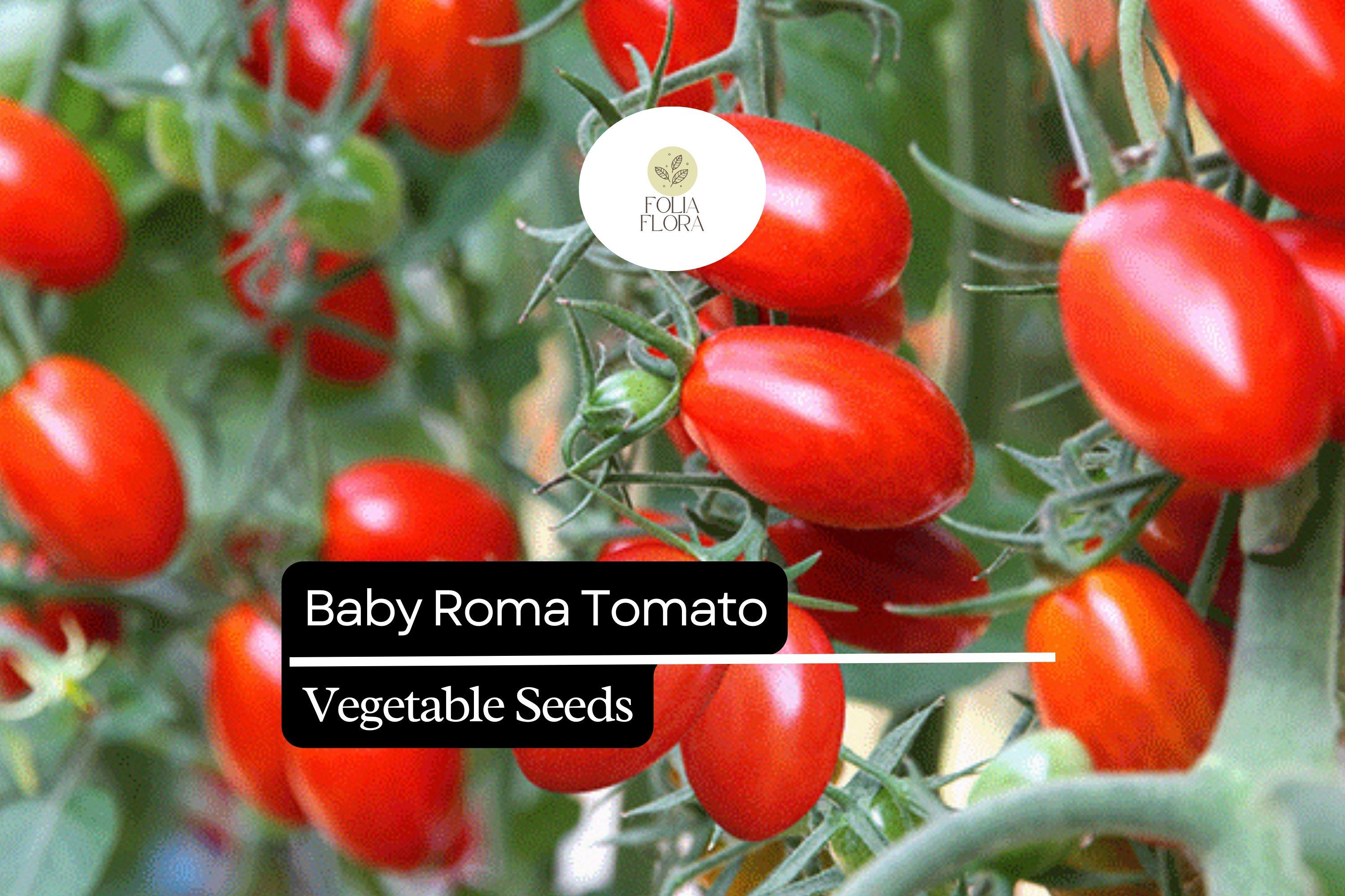 30 Baby Roma Tomato Seeds â€“ Sweet & Juicy Mini Plum Tomatoes, Heirloom, High-Yield