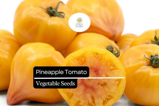 Pineapple Tomato Seeds 30 Count | Heirloom Bicolor Beefsteak Solanum lycopersicum | Sweet Juicy Fruits