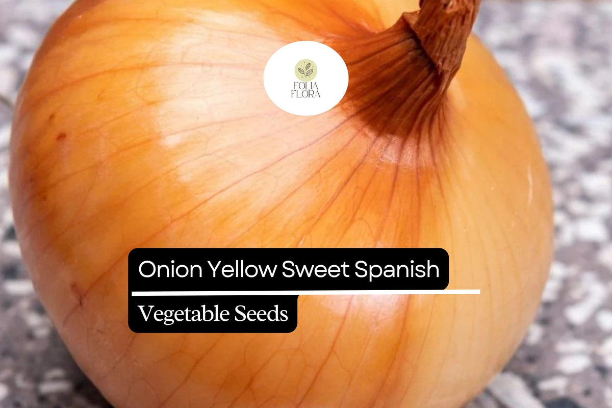 Yellow Spanish Sweet Onion Seeds – Heirloom Allium Cepa – Large Globe-Shaped, Mild & Sweet Flavor, High-Yielding, Long-Day Variety