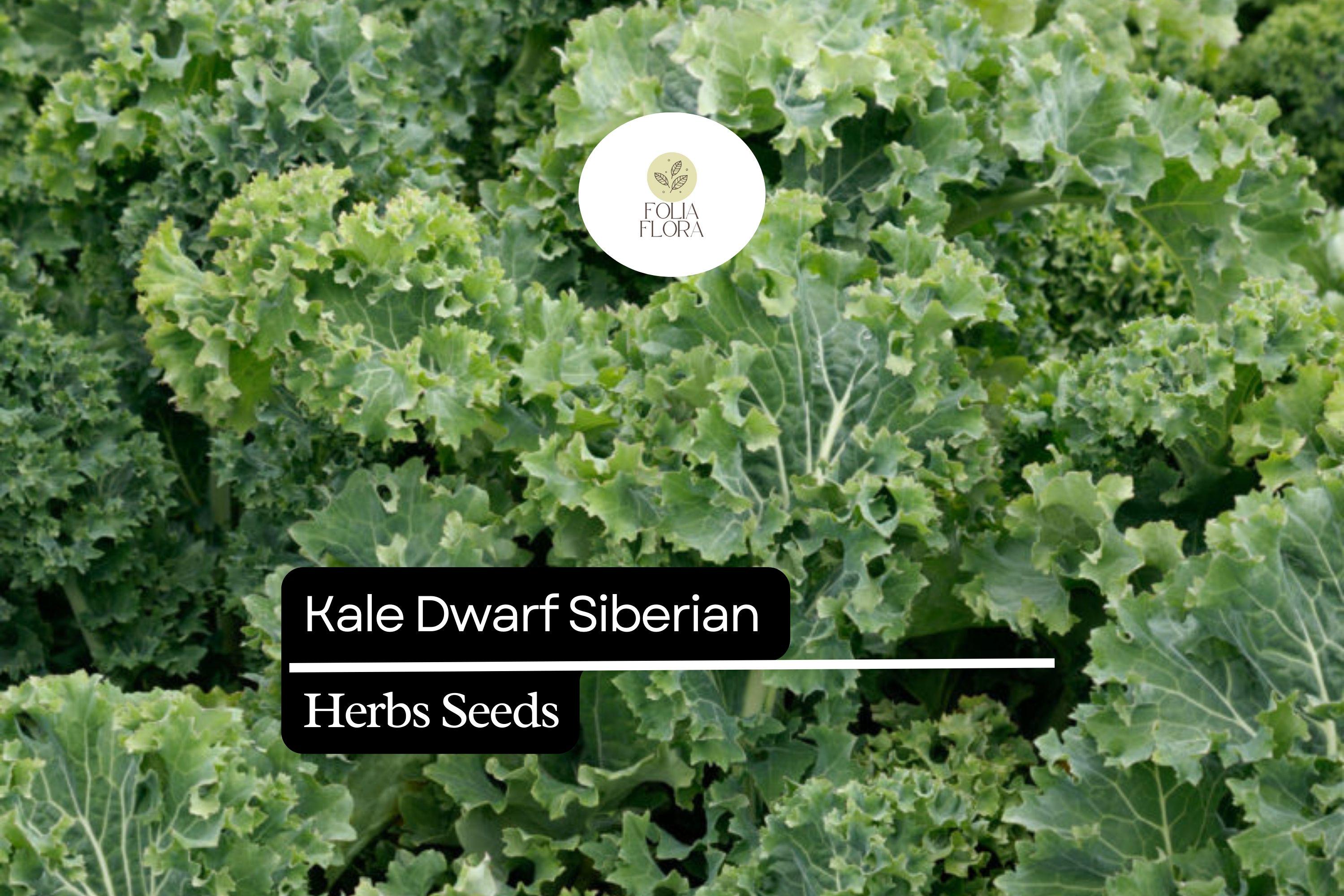 Dwarf Siberian Kale Seeds – Cold-Hardy, Heirloom, Nutrient-Rich, Compact Brassica napus for Fall & Winter Gardening