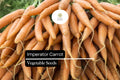300 Imperator Carrot Seeds Heirloom Daucus Carota Long, Sweet & Crisp Roots for Gardening & Cooking