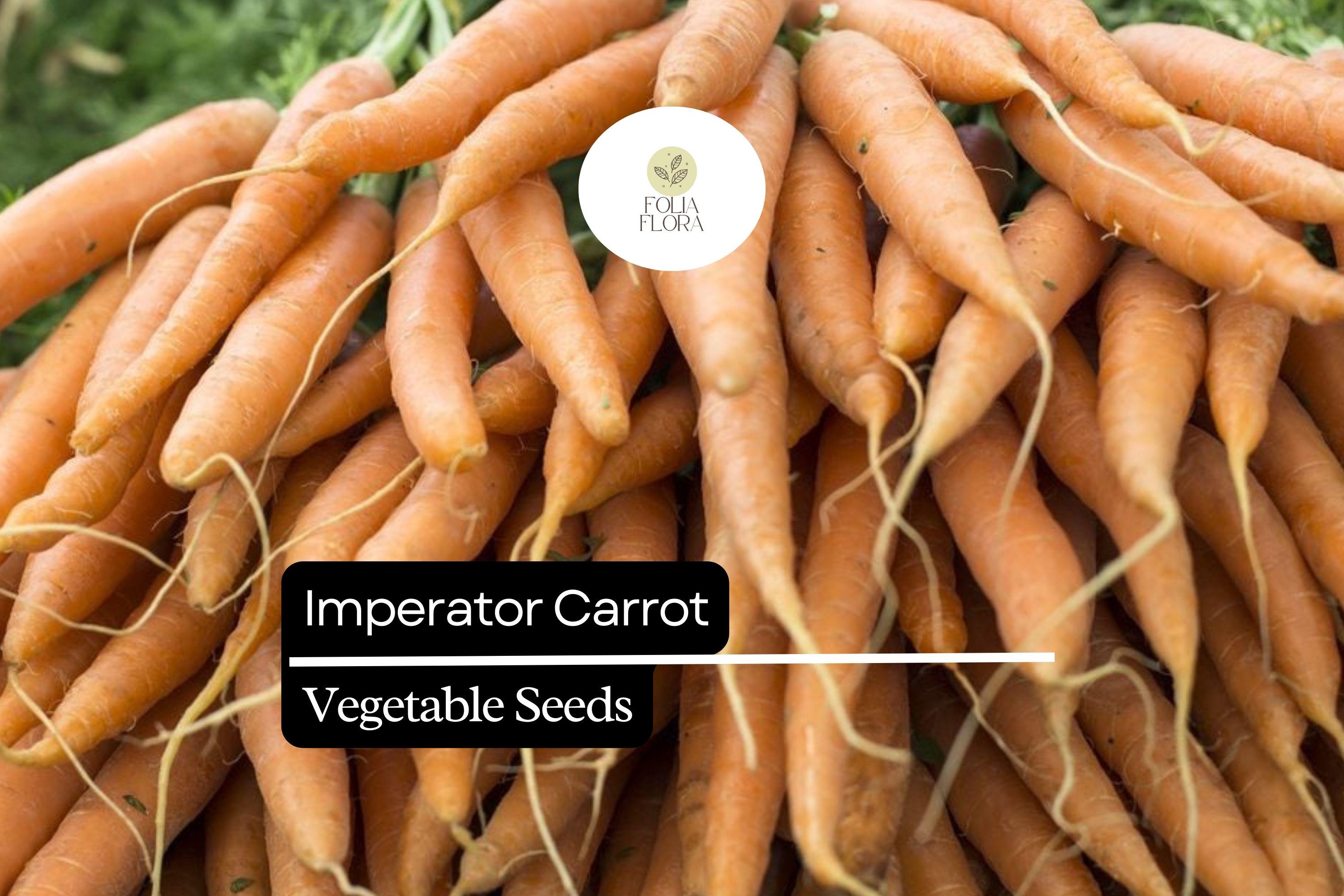 300 Imperator Carrot Seeds Heirloom Daucus Carota Long, Sweet & Crisp Roots for Gardening & Cooking