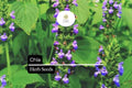 Chia Herb Seeds – Heirloom Salvia hispanica for Pollinator Gardens, Edible, Drought-Tolerant, Full Sun, Nutrient-Rich