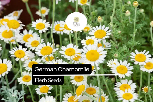 German Chamomile Herb Seeds – Matricaria chamomilla, Heirloom, Pollinator-Friendly, Easy to Grow, Aromatic, Medicinal, Tea, Skincare