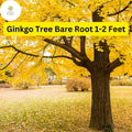 1 Ginkgo Tree (Ginkgo biloba) â€“ Live Bare Root Plant 1-2 Feet