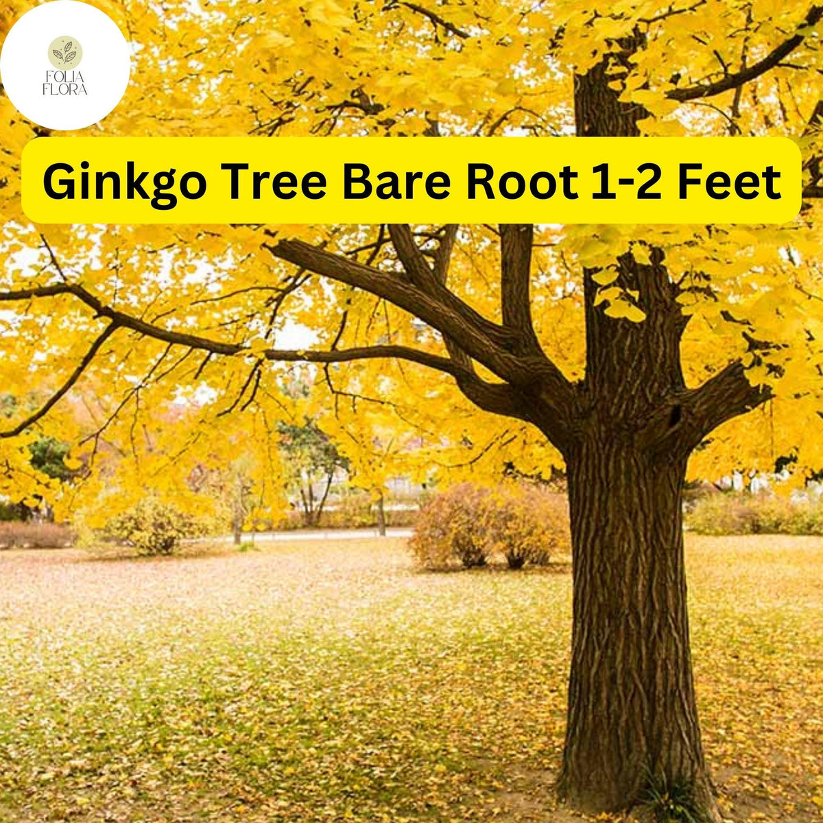 1 Ginkgo Tree (Ginkgo biloba) â€“ Live Bare Root Plant 1-2 Feet