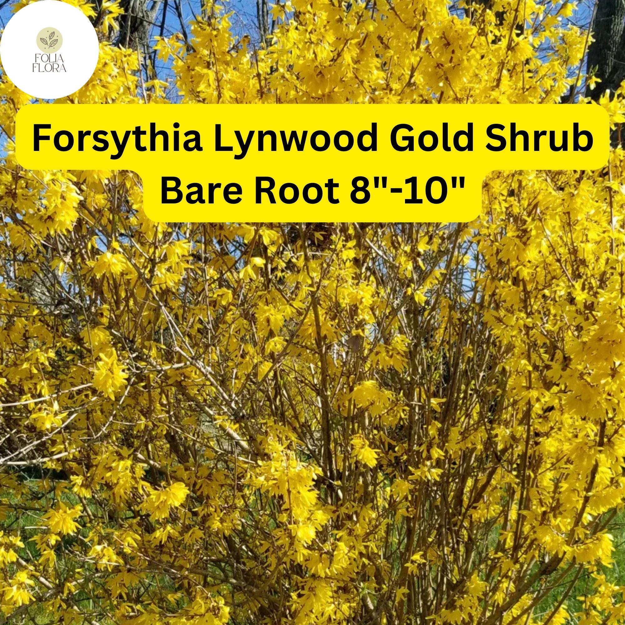 Lynwood Gold Forsythia Shrub – Bare Root Plant, Bright Yellow Flowers, Fast-Growing, Forsythia x intermedia, Zones 4-9