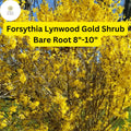Lynwood Gold Forsythia Shrub â€“ Live Bare Root Plant, Zones 4-9