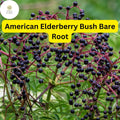 American Elderberry Bush â€“ Live Bare Root Plant, Edible Berries (Zones 3-9)