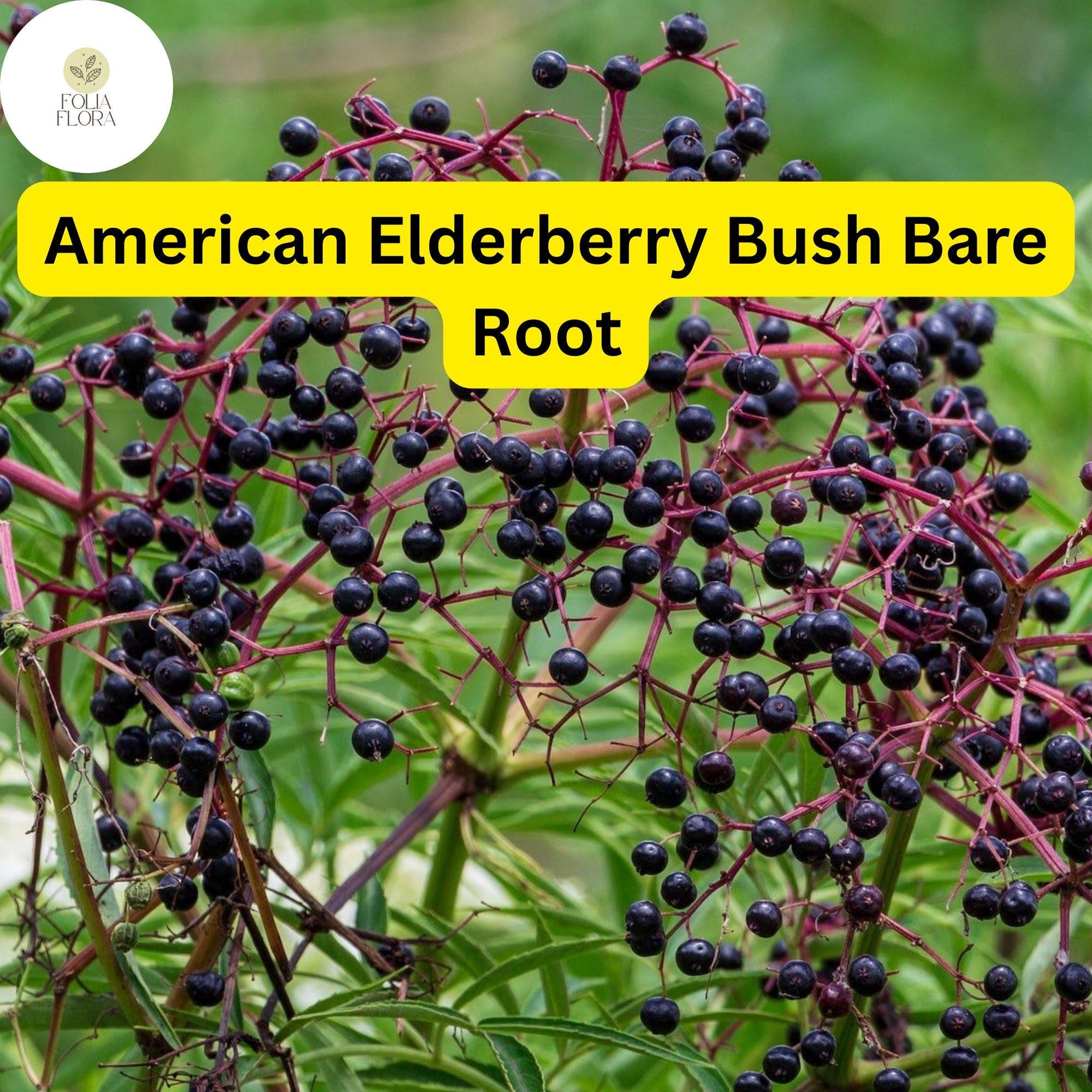 American Elderberry Bush â€“ Live Bare Root Plant, Edible Berries (Zones 3-9)