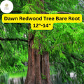 Dawn Redwood Tree – 12-14" Live Bare Root Plant, Deciduous Conifer, Ornamental Shade Tree, Metasequoia glyptostroboides