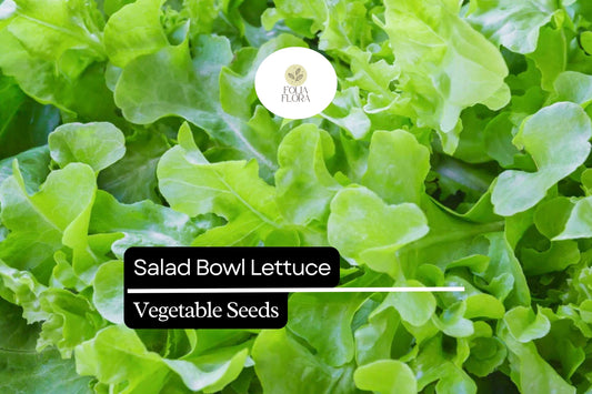 1000 Salad Bowl Lettuce Seeds – Lactuca sativa Heirloom, Mild, Heat-Tolerant, Loose-Leaf, Fast-Growing, Non-GMO