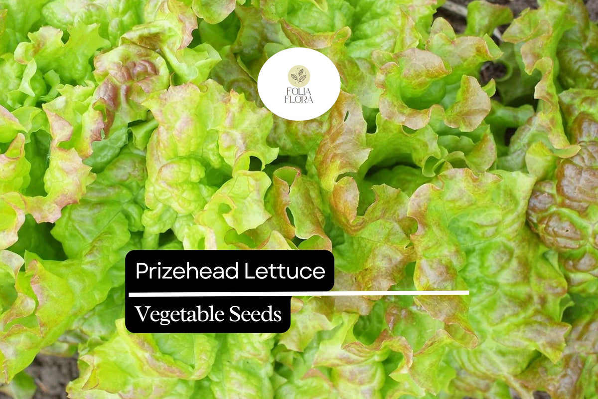 1000 Prizehead Lettuce Seeds – Heirloom, Sweet & Crisp, Heat-Tolerant, Non-GMO Lactuca sativa, Loose-Leaf, Garden & Container Plant