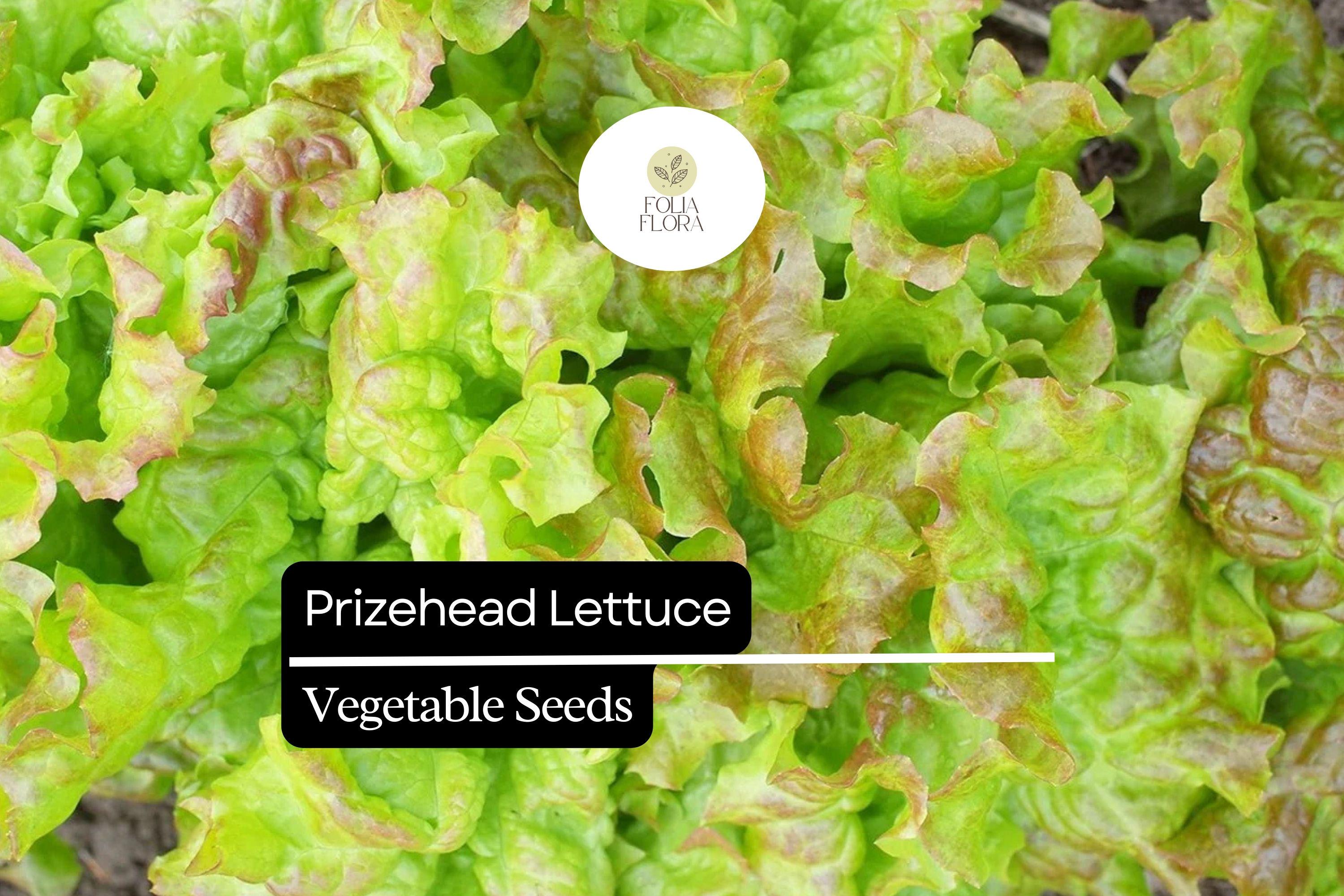 1000 Prizehead Lettuce Seeds – Heirloom, Sweet & Crisp, Heat-Tolerant, Non-GMO Lactuca sativa, Loose-Leaf, Garden & Container Plant