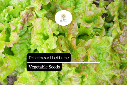 1000 Prizehead Lettuce Seeds – Heirloom, Sweet & Crisp, Heat-Tolerant, Non-GMO Lactuca sativa, Loose-Leaf, Garden & Container Plant