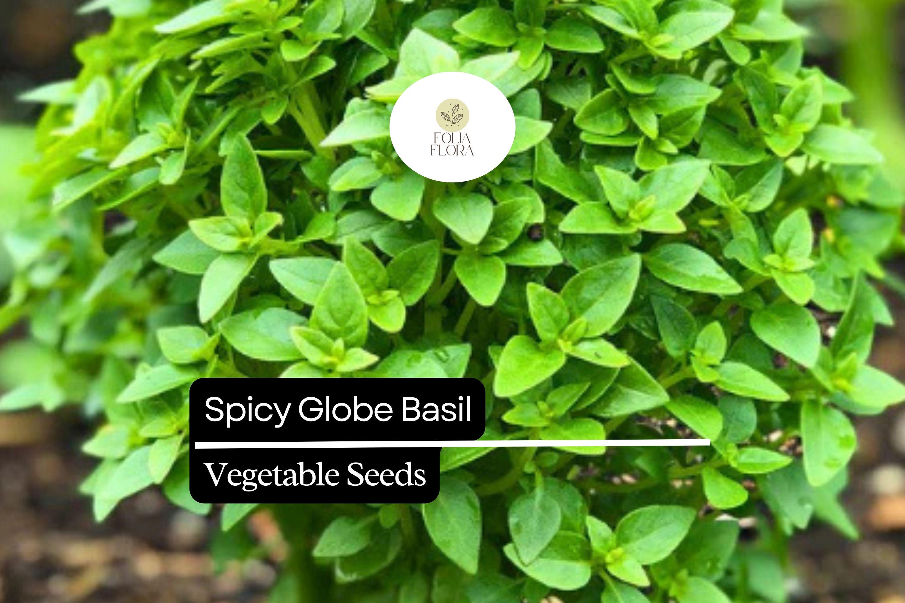 Spicy Globe Basil Seeds – Heirloom Ocimum basilicum, Aromatic Compact Herb for Containers & Gardens