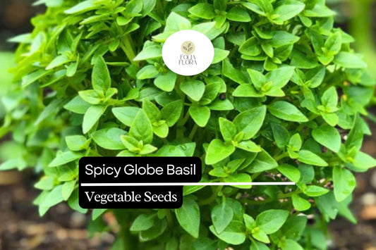 Spicy Globe Basil Seeds – Heirloom Ocimum basilicum, Aromatic Compact Herb for Containers & Gardens