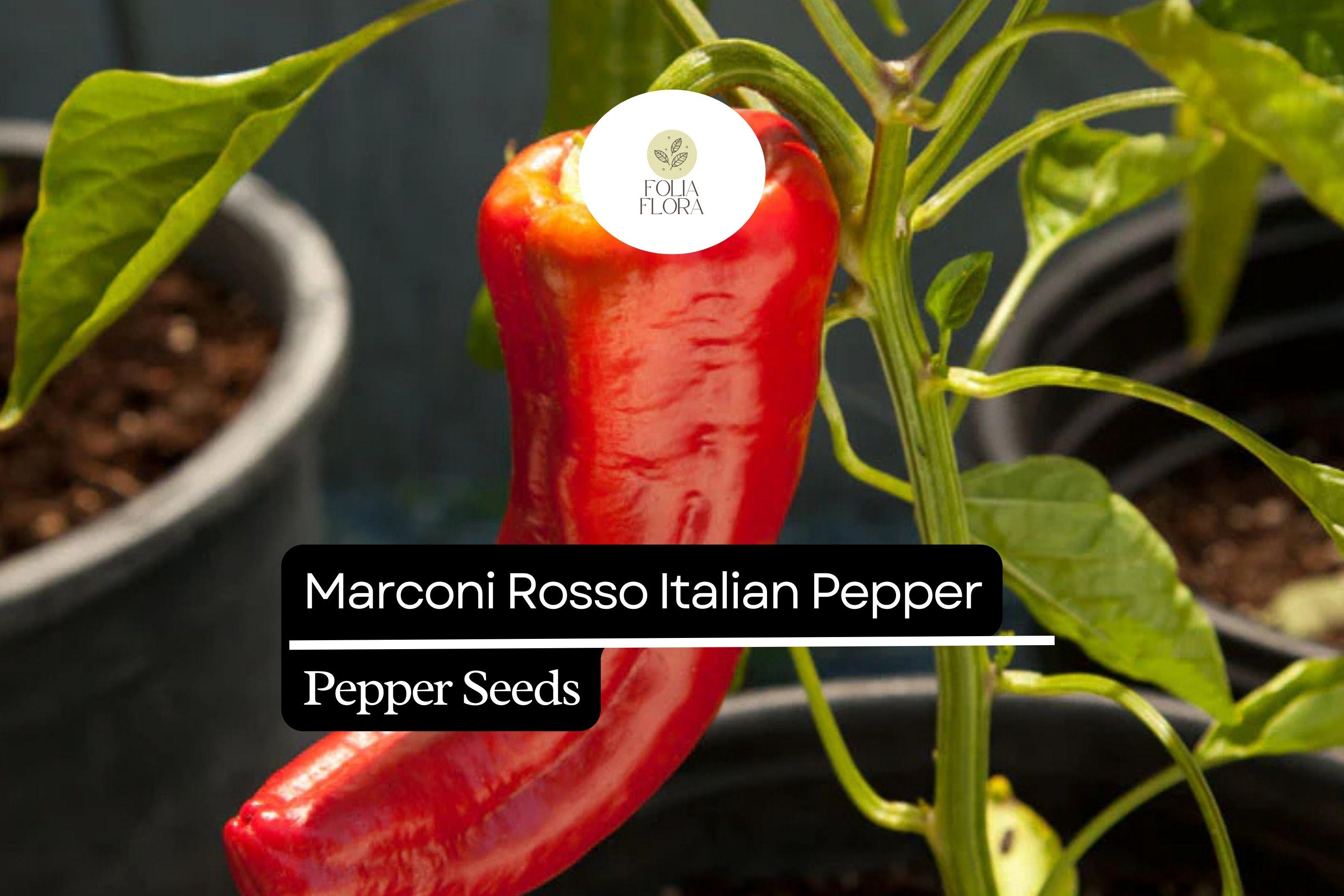 Marconi Rosso Italian Pepper Seeds – Heirloom, Sweet, High-Yielding, Non-GMO, Capsicum annuum