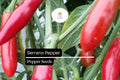 25 Serrano Pepper Seeds – Heirloom, Spicy, High-Yielding, Capsicum annuum, Medium-Hot Chili for Salsas & Hot Sauces