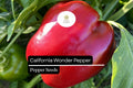 25 California Wonder Pepper Seeds – Heirloom, Sweet Bell Peppers, Capsicum annuum, High-Yielding, Thick-Walled, Green to Red