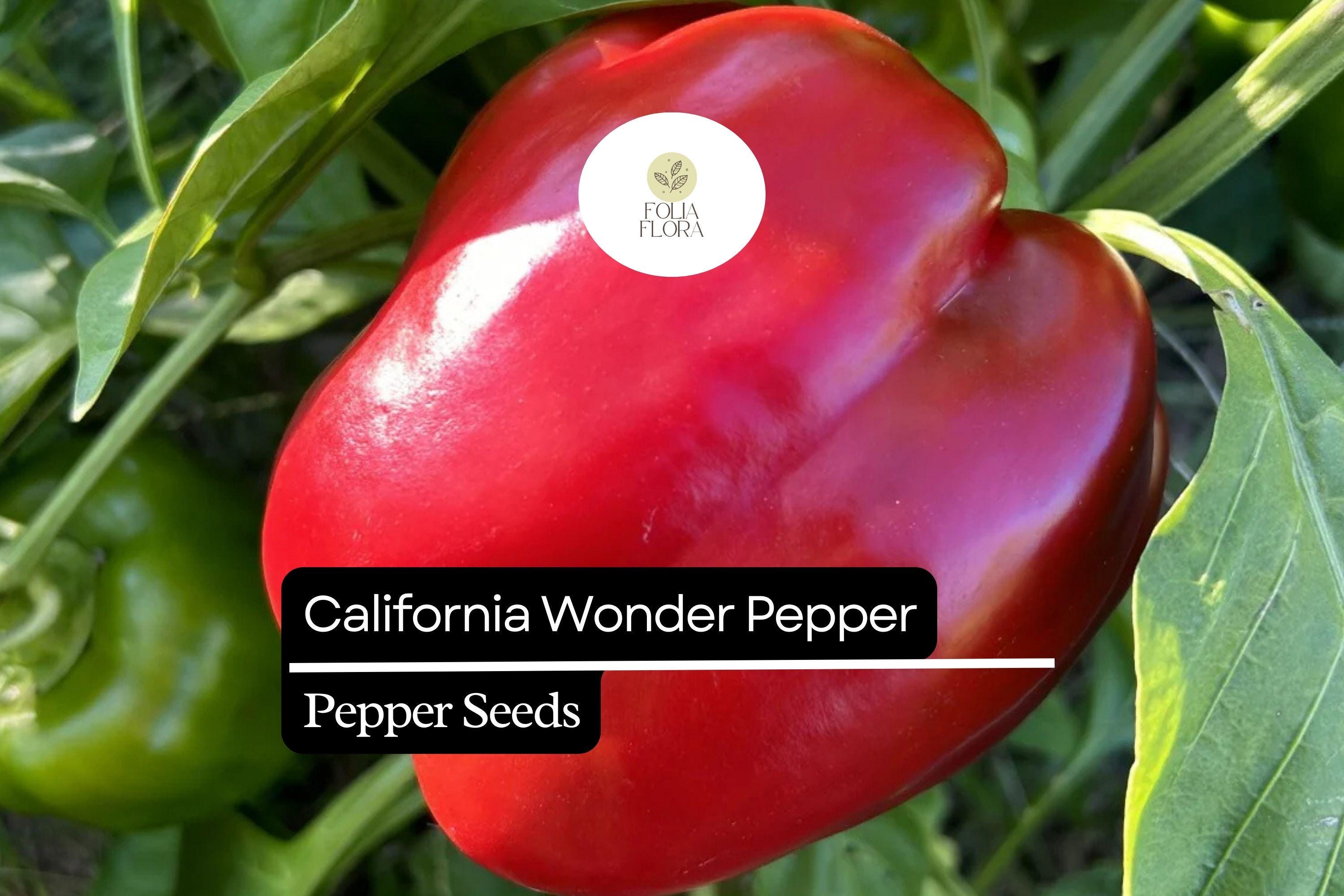 25 California Wonder Pepper Seeds – Heirloom, Sweet Bell Peppers, Capsicum annuum, High-Yielding, Thick-Walled, Green to Red